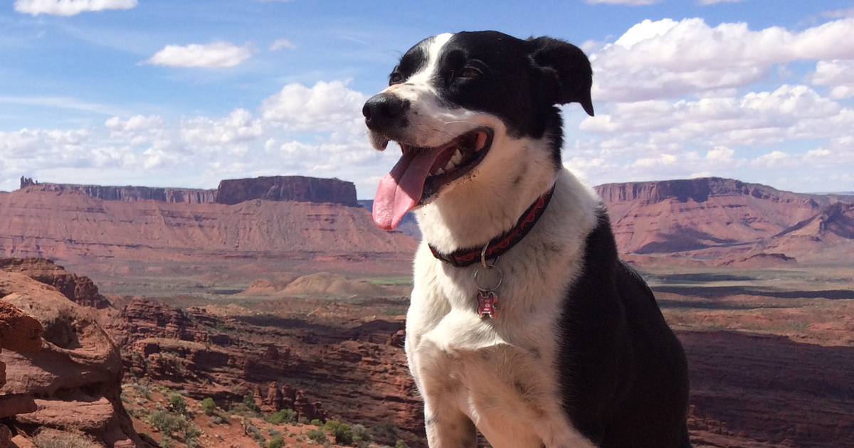 Border Collie