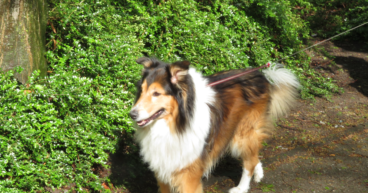 Rough Collie (Langhaarcollie)