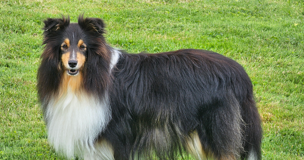 Shetland Sheepdog (Sheltie)