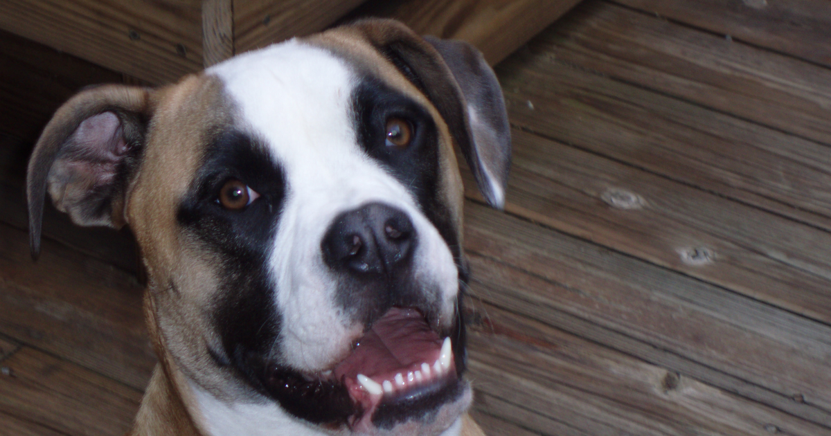 American Bulldog dog
