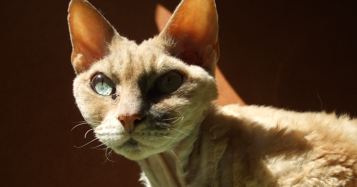 Devon Rex cat blood type B CMAH