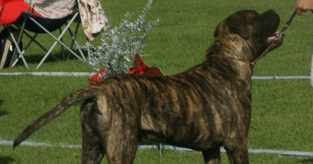 ブルマスティフ 犬多発性網膜症 CMR1 BEST1