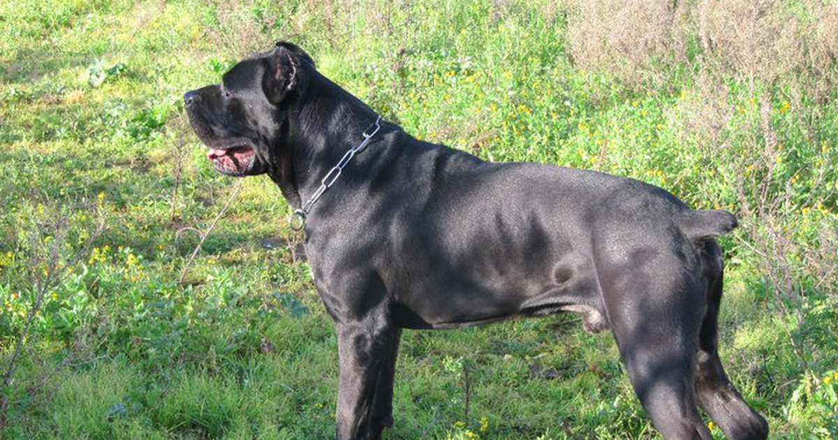 Cane Corso multifokale Retinopathie CMR1 BEST1