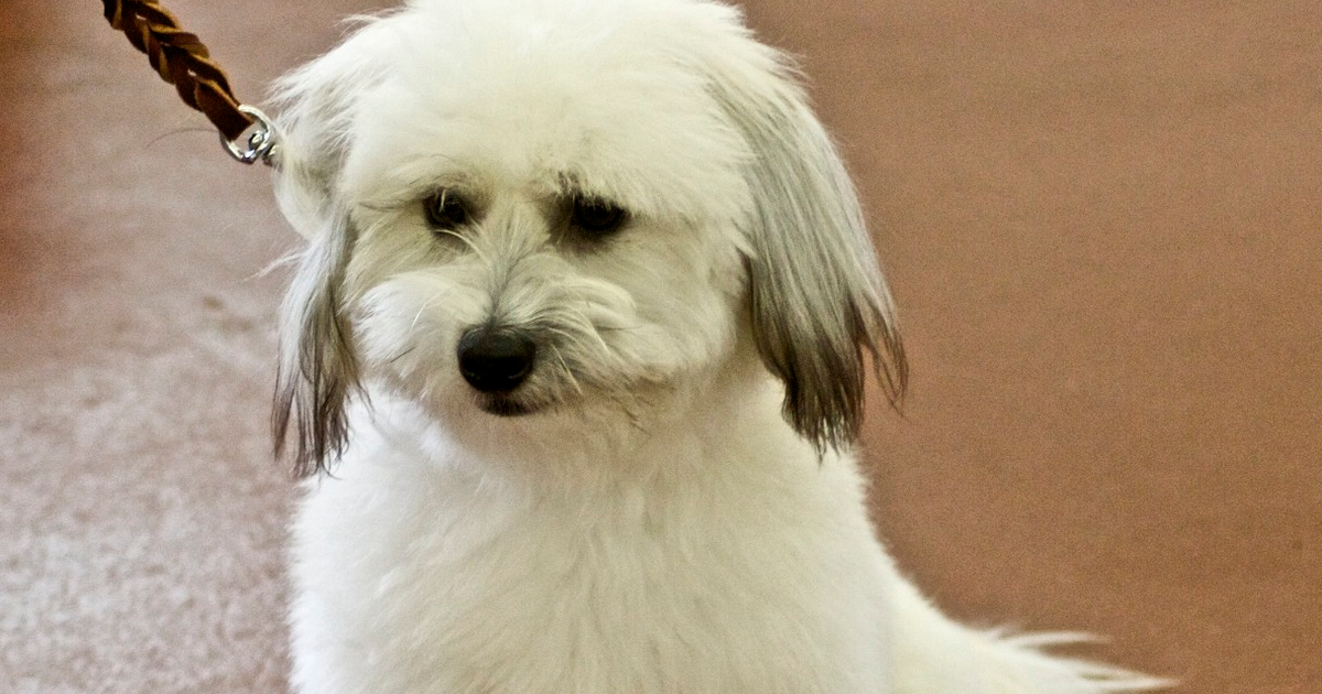 棉花面纱犬 犬多灶性视网膜病变 CMR2 BEST1