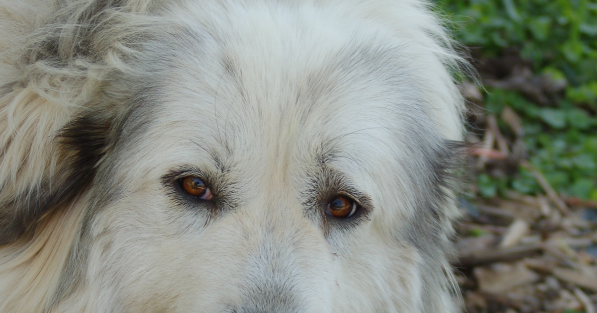 Great Pyrenees canine multifocal retinopathy CMR1 BEST1