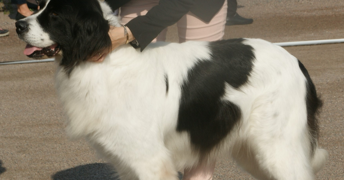 Landseer Hund Cystinurie SLC3A1 Cystinsteine