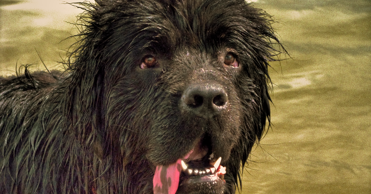 Newfoundland dog cystinuria SLC3A1 cystine stones