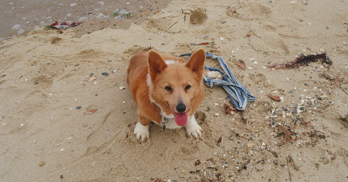 Pembroke Welsh Corgi