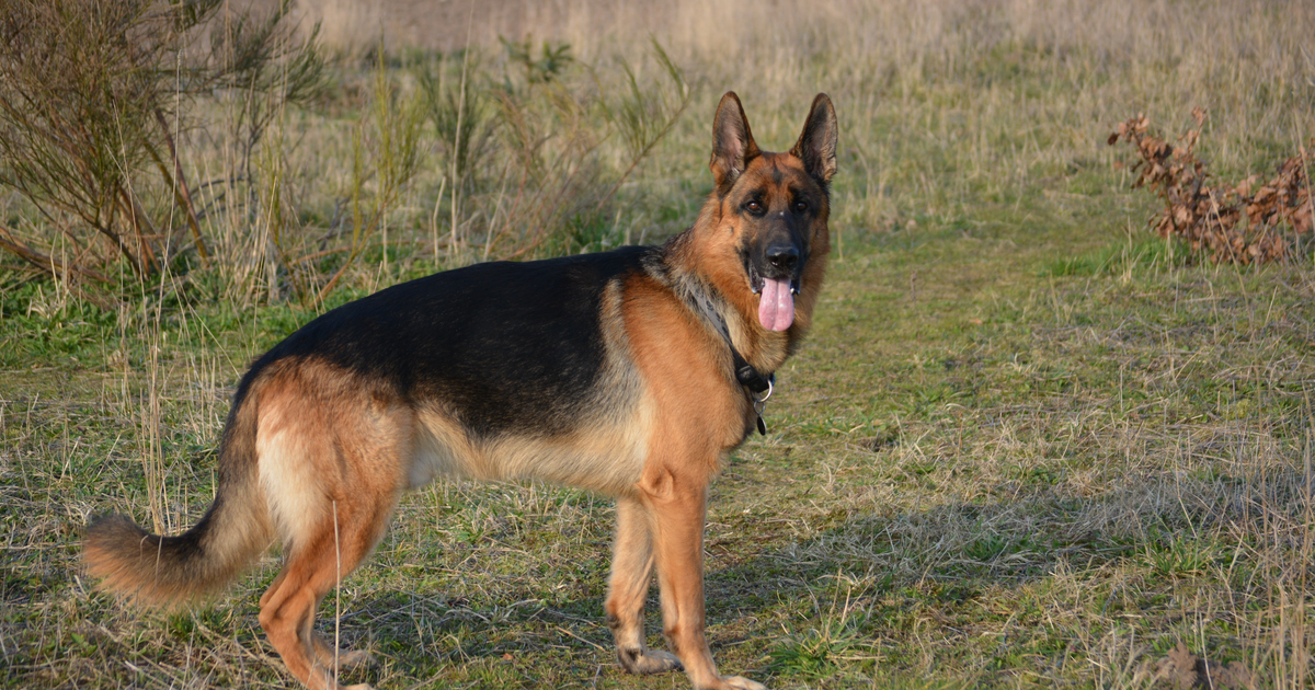 Deutscher Schäferhund