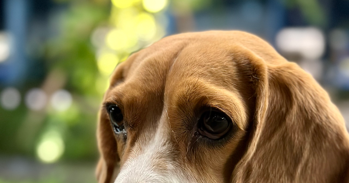 A Beagle dog