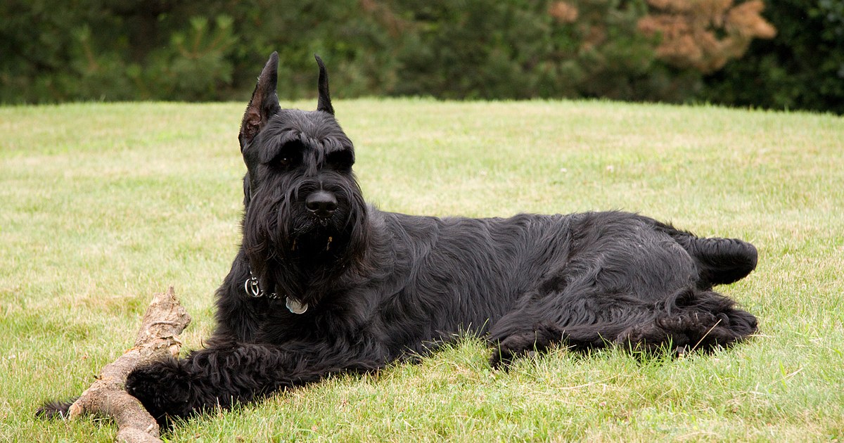 Riesenschnauzer