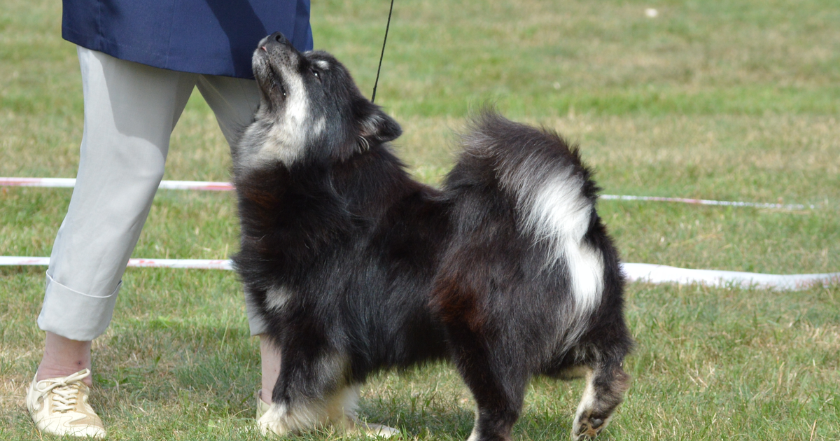 Finnish Lapphund (Suomenlapinkoira)