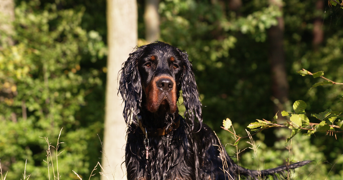 Gordon Setter dog