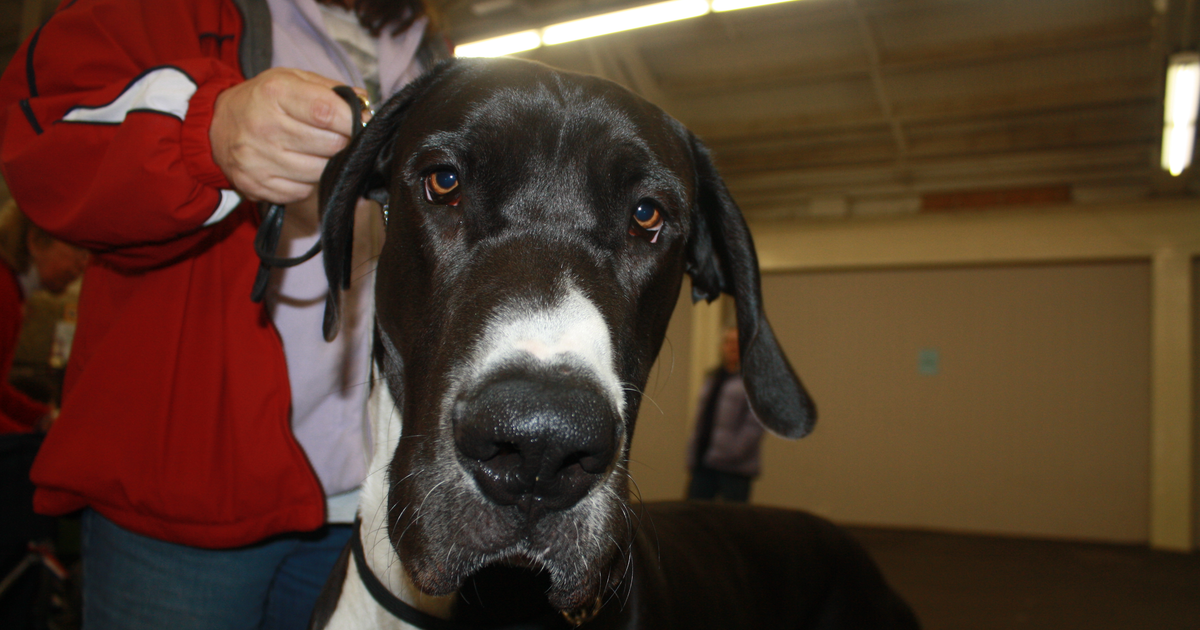 Deutsche Dogge (Great Dane)