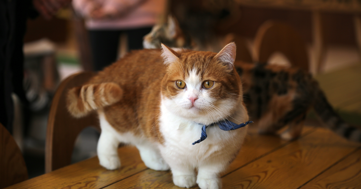 Munchkin cat