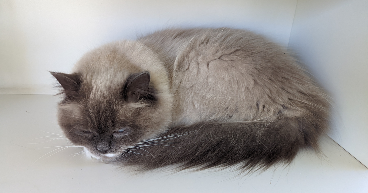 Ragdoll cat