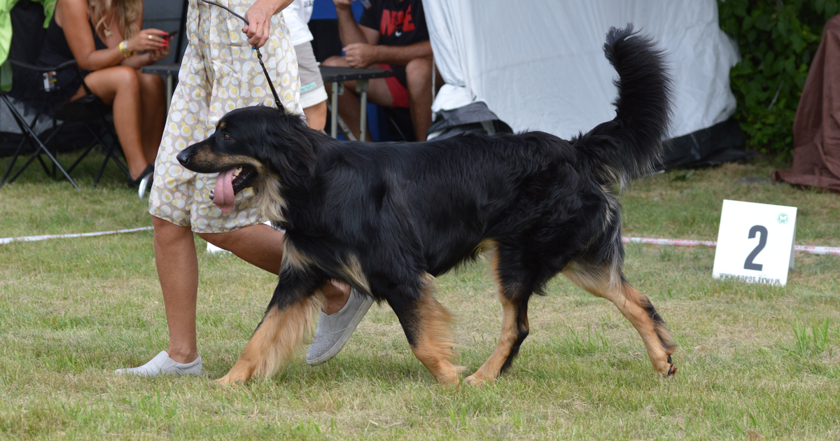 Hovawart Hund