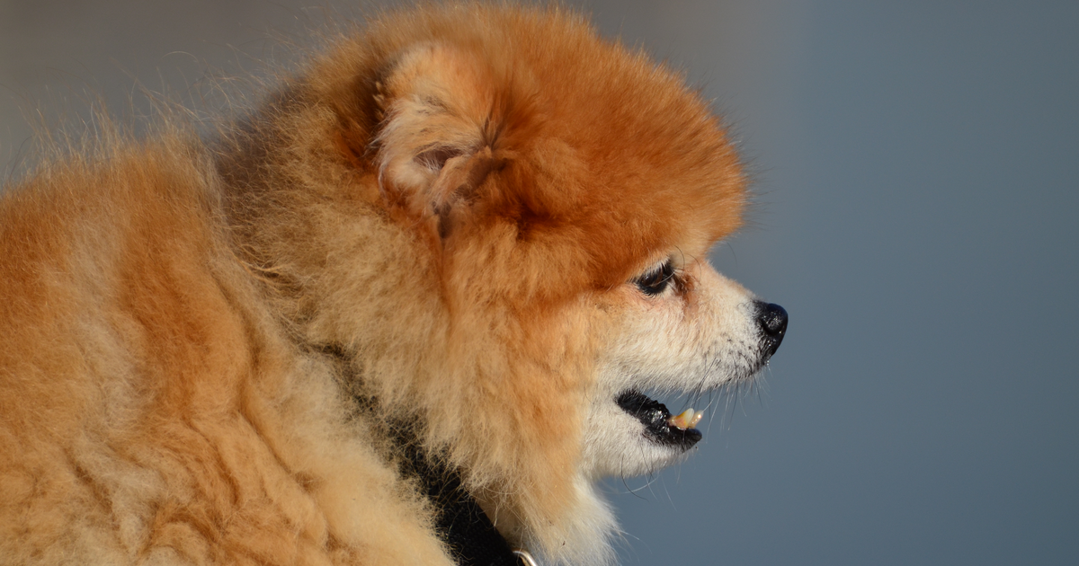 博美犬 高尿酸尿症 HUU SLC2A9