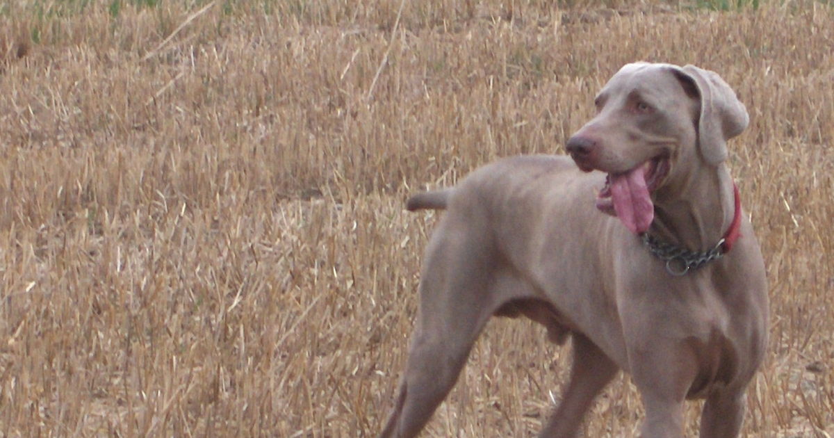 Weimaraner Hyperurikosurie HUU SLC2A9 Uratsteine