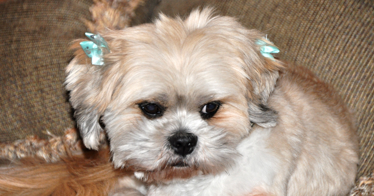 Lhasa Apso Hund