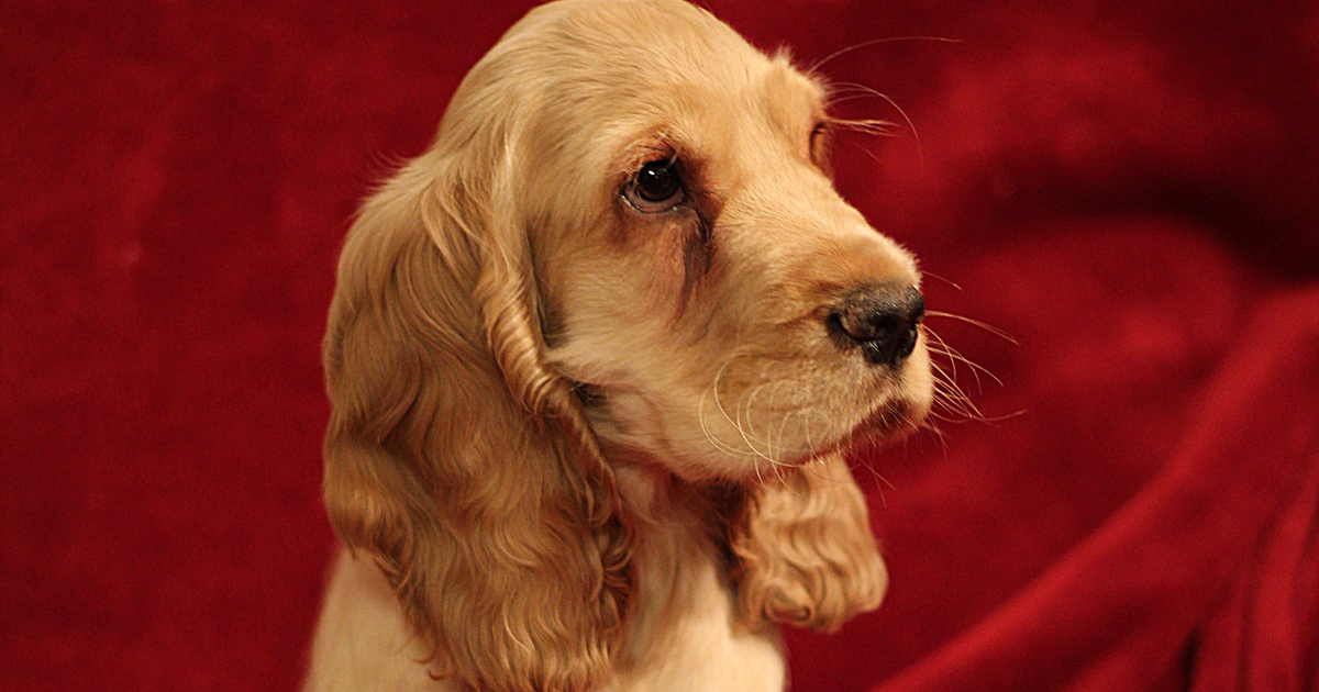 英国可卡犬
