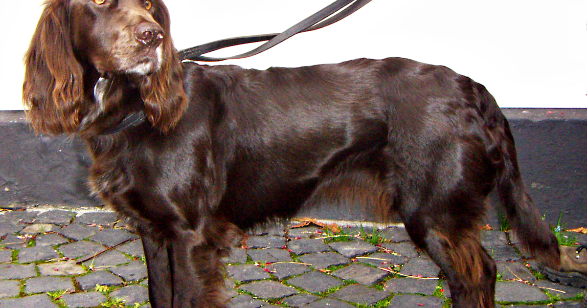 Deutscher Wachtelhund