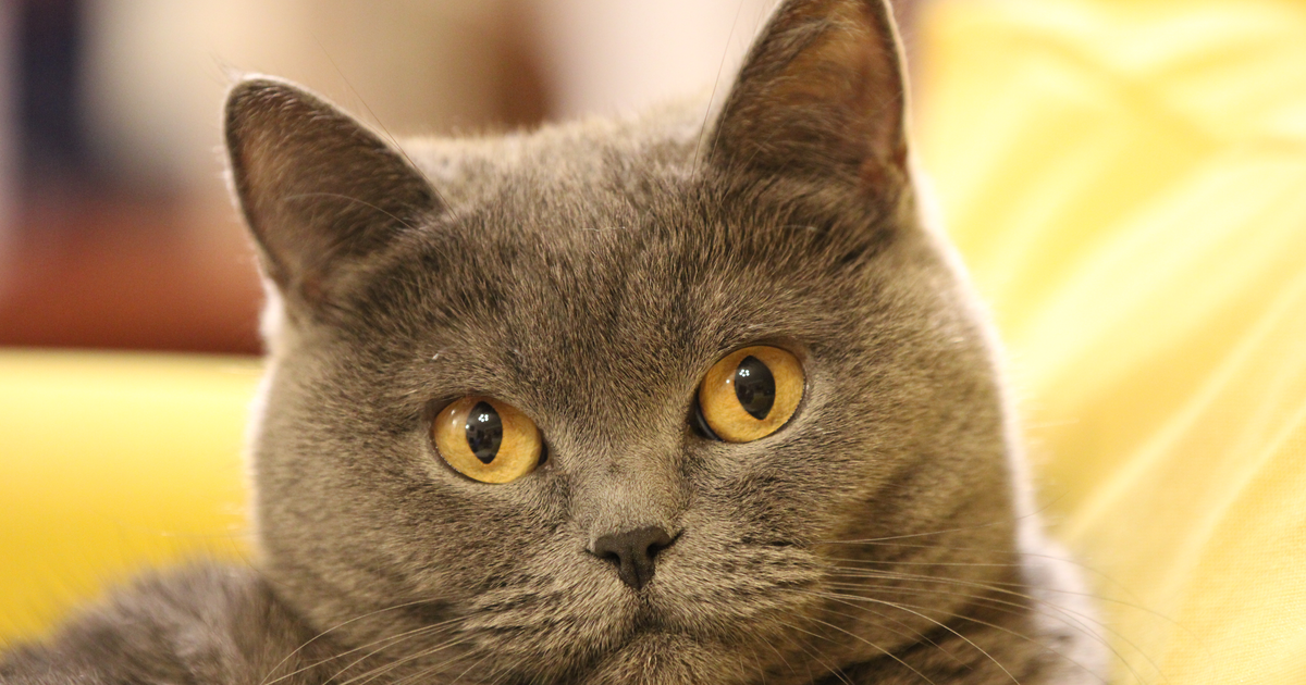British Shorthair