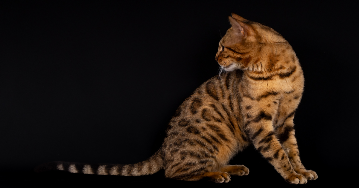 Bengal cat pyruvate kinase deficiency PKLR