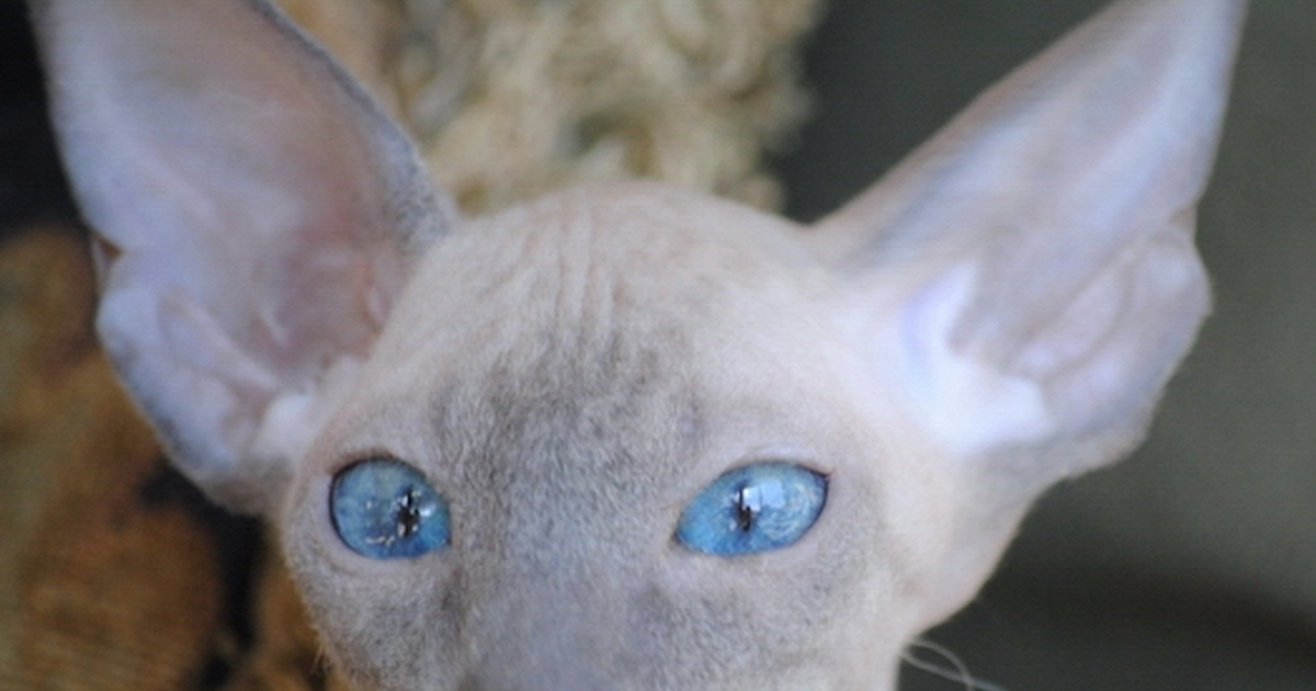 Peterbald cat progressive retinal atrophy rdAc CEP290
