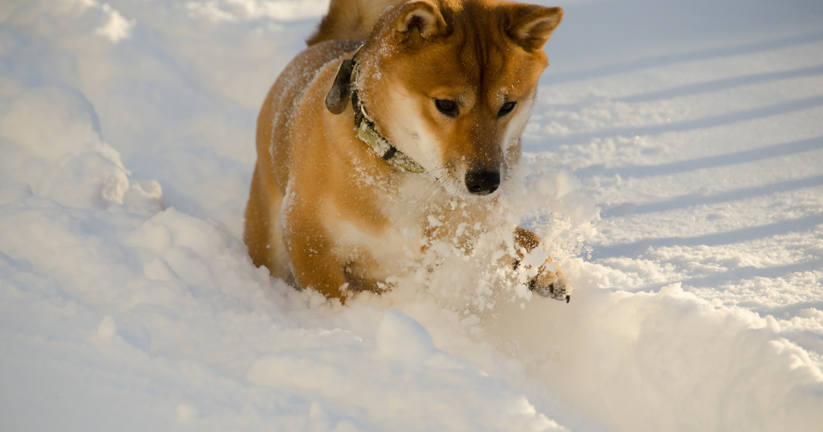 柴犬