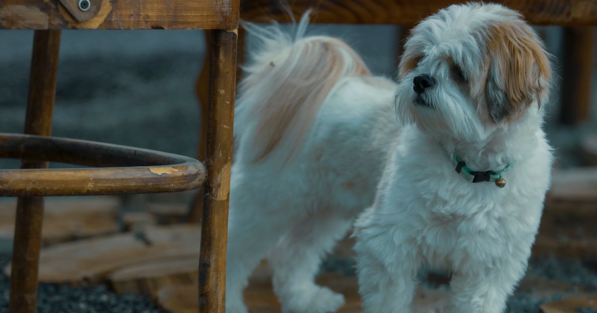 シー・ズー（犬）