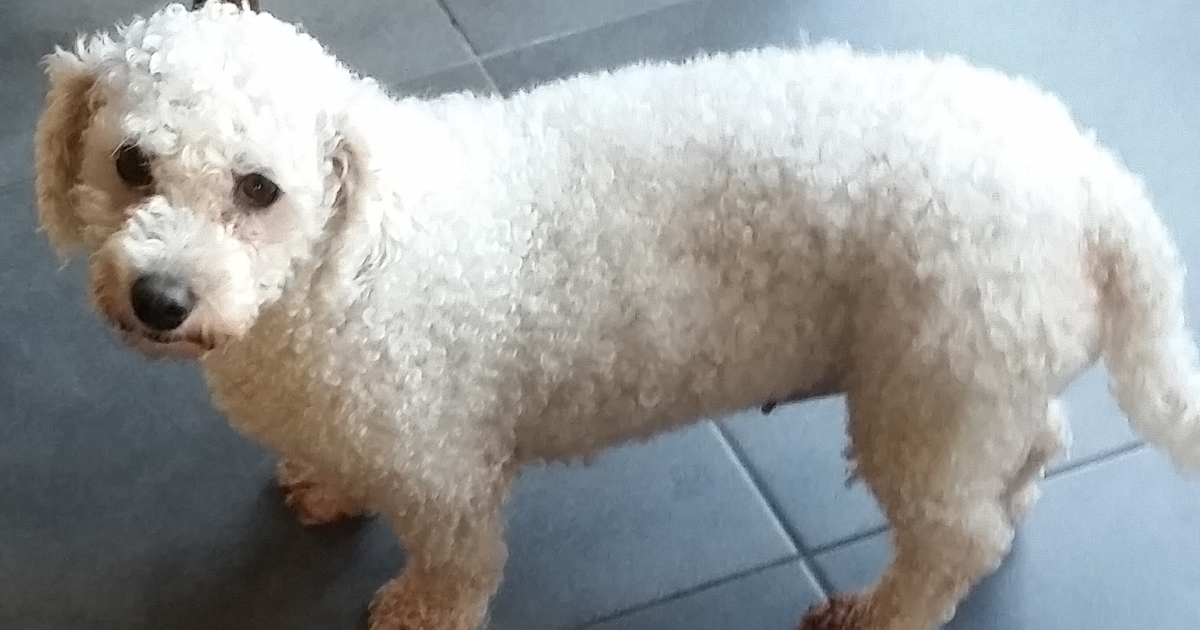 比熊犬 巨血小板症 TUBB1