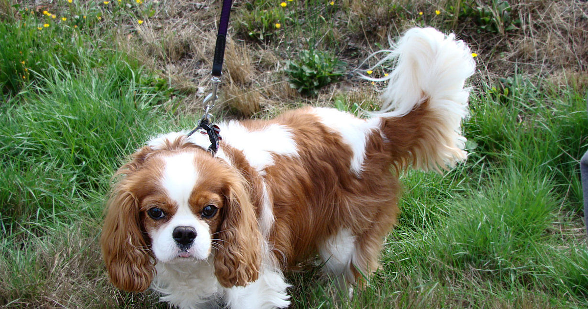 Cavalier King Charles Spaniel macrothrombocytopenia TUBB1