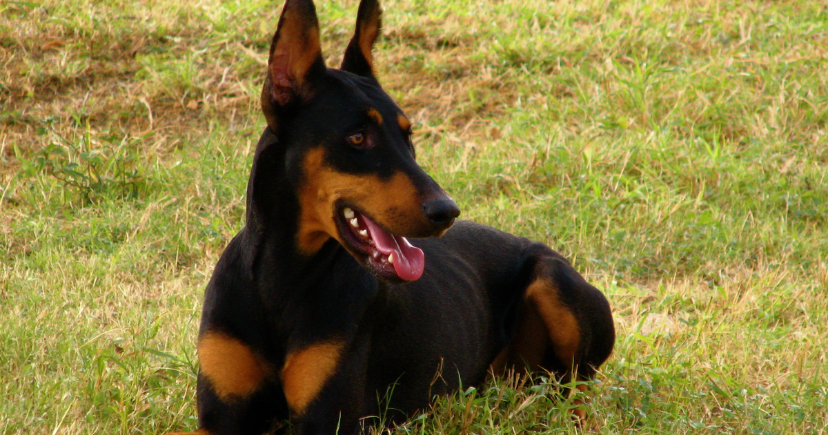 Dobermann von-Willebrand-Krankheit Typ 1 VWF