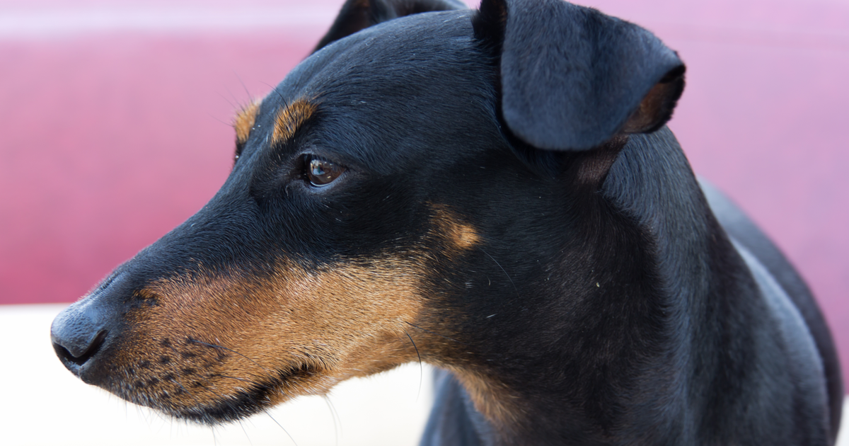 Manchester Terrier von Willebrand disease type 1 VWF