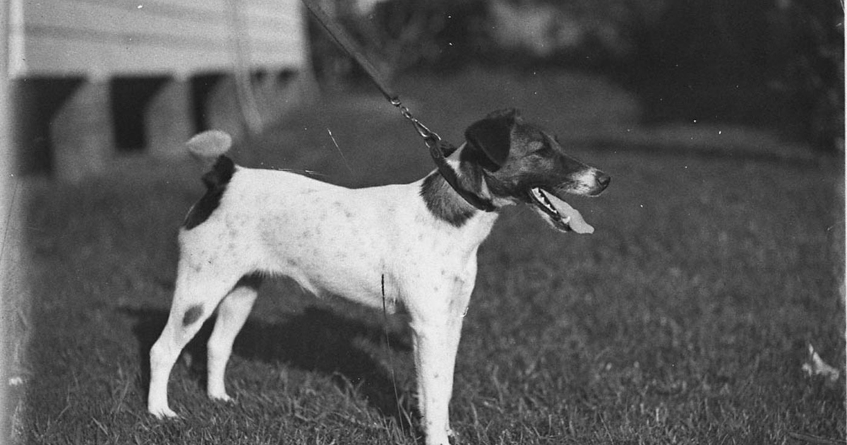 Wire Fox Terrier standing on grass