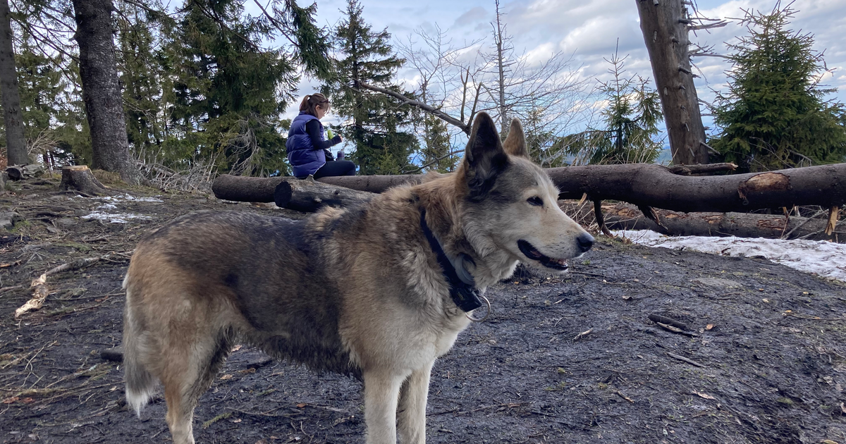 森の中に立つウルフグレーのアラスカン・ハスキー