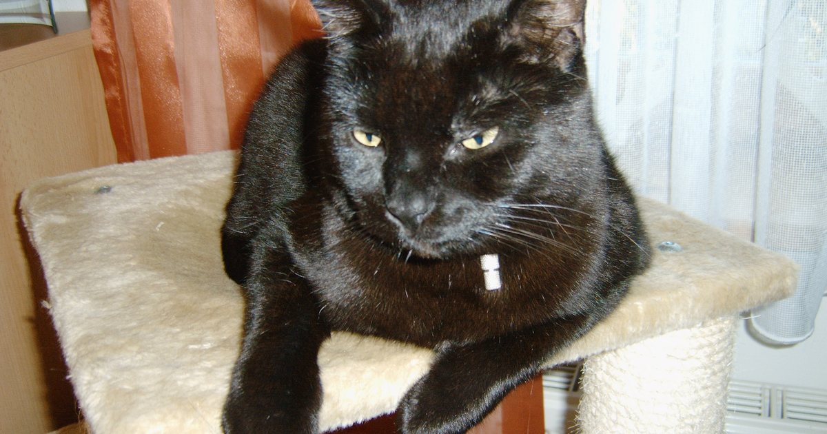 Solid black Bombay cat with copper eyes