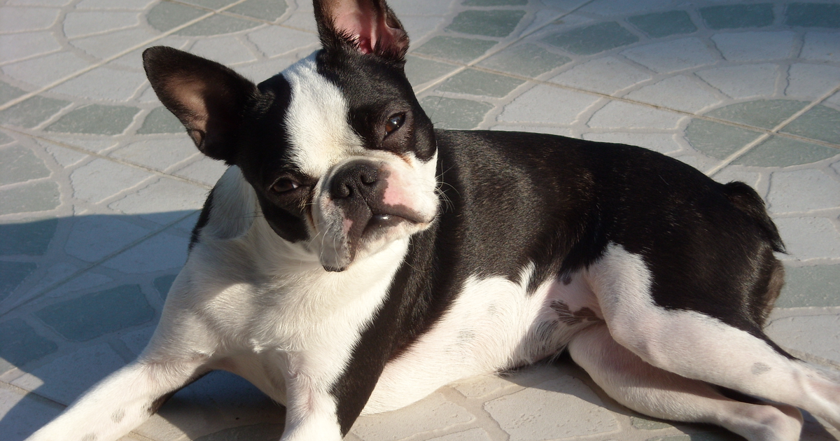 Boston Terrier