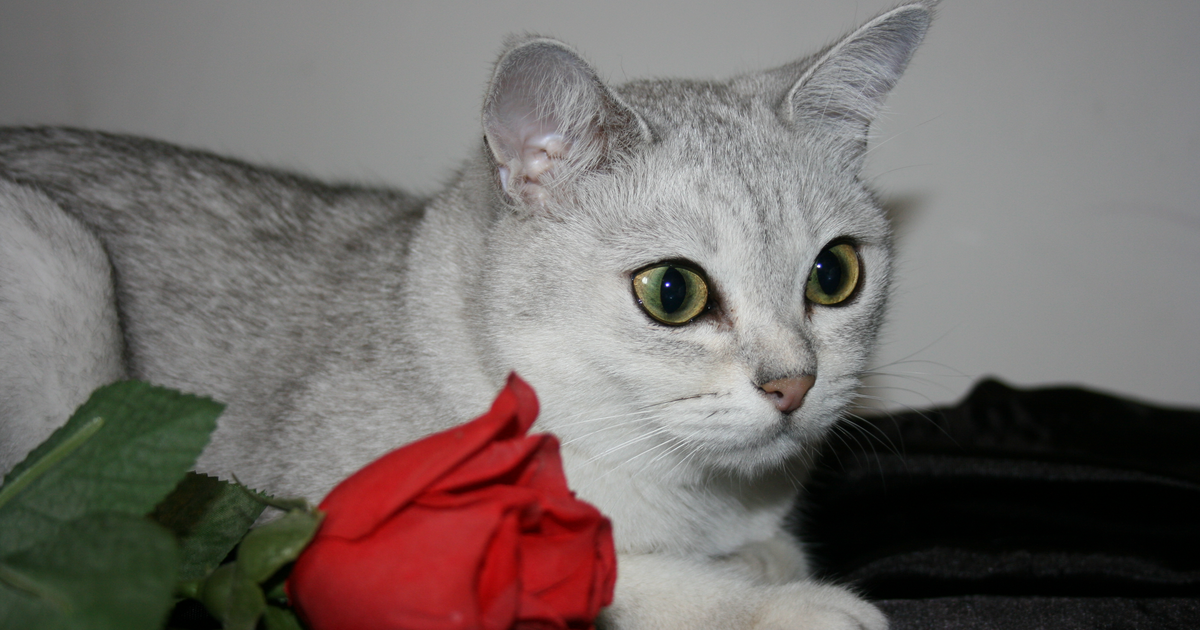 Burmilla, black shaded silver