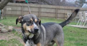 Merle (M Locus / PMEL) in the Catahoula Leopard Dog: 10.3% of Double Merles Were Deaf, Not Two-Thirds — What the BAER Data Actually Says