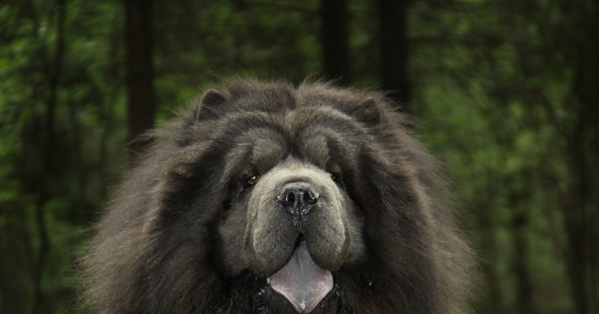 蓝色（淡化色）松狮犬
