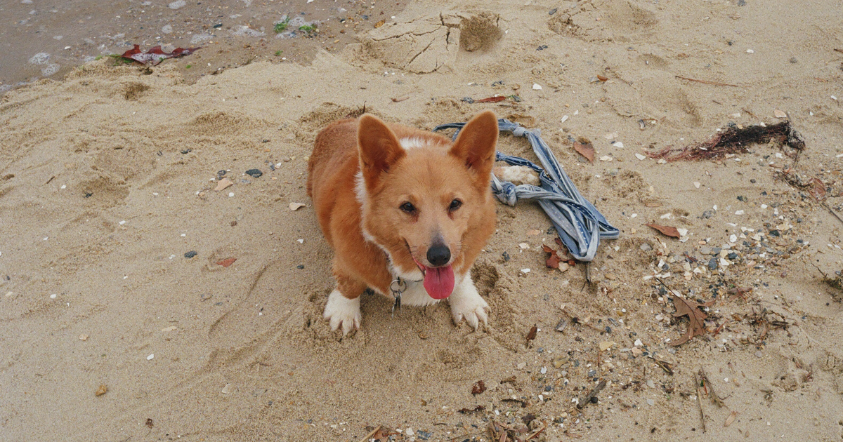 Pembroke Welsh Corgi