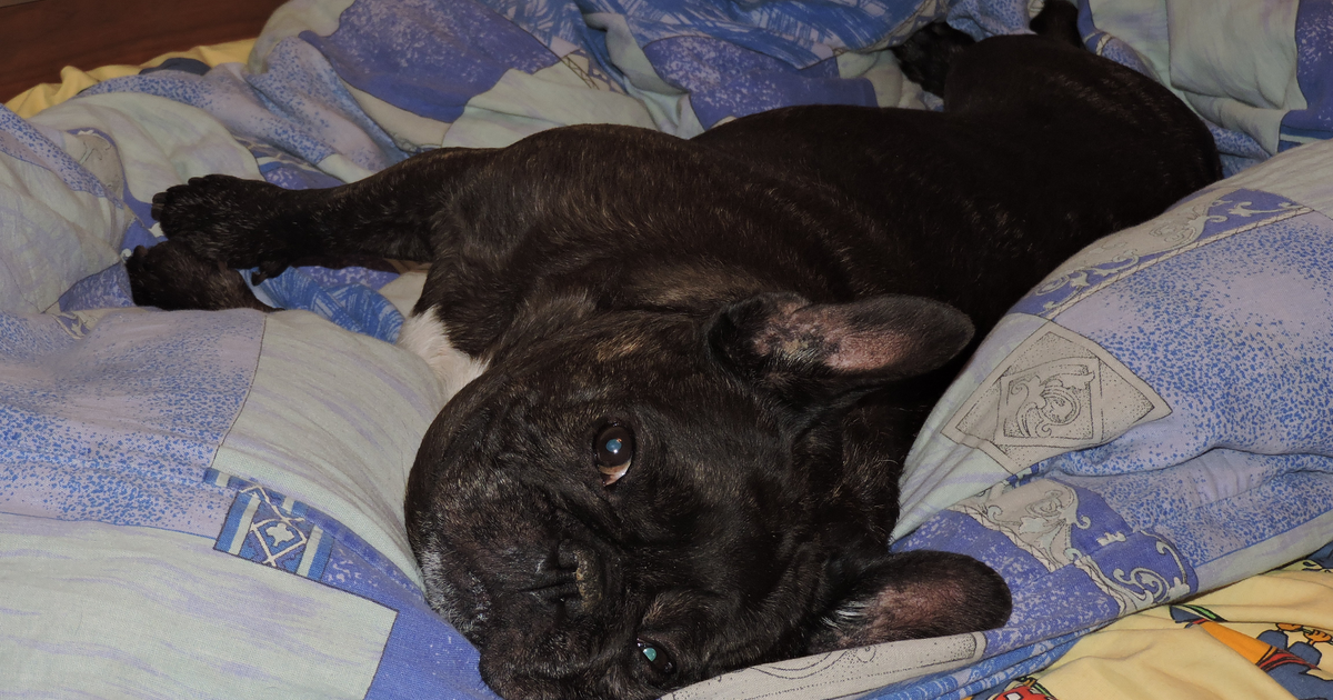 Französische Bulldogge