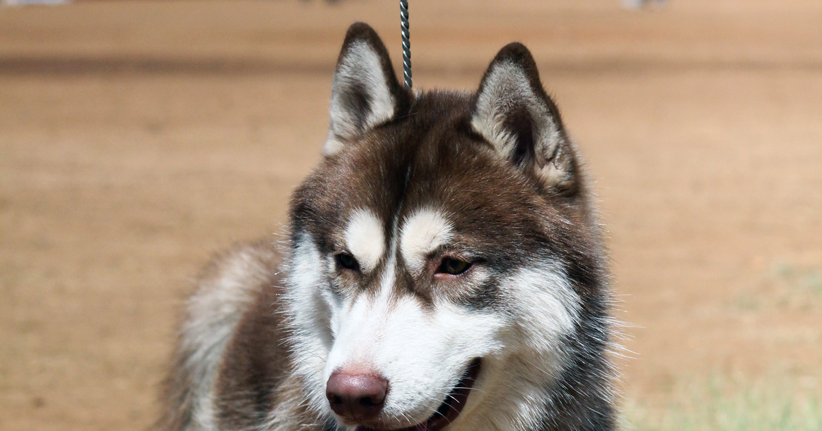 西伯利亚雪橇犬（哈士奇）