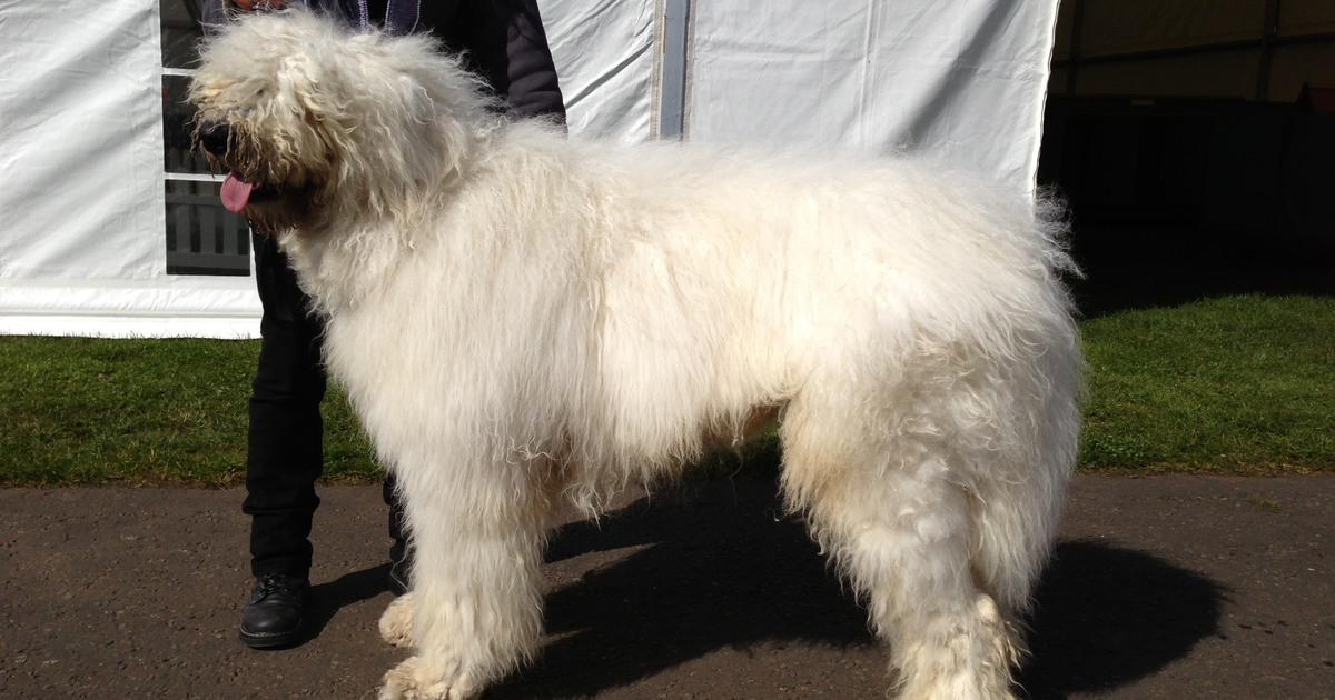 Weißer Komondor im Stand, ungarischer Herdenschutzhund