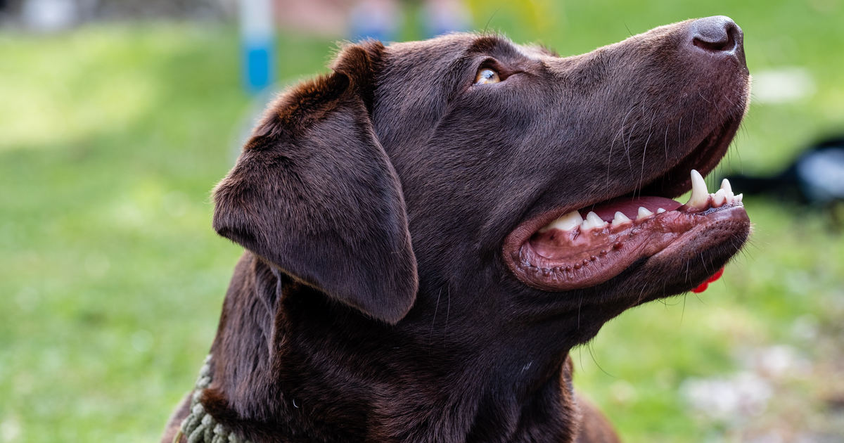 Labrador Retriever