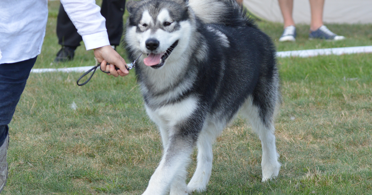 アラスカン・マラミュート