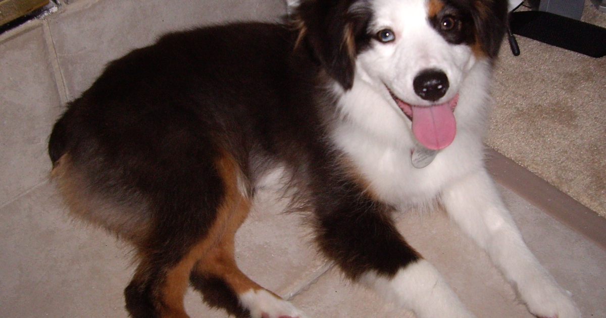 Miniature American Shepherd