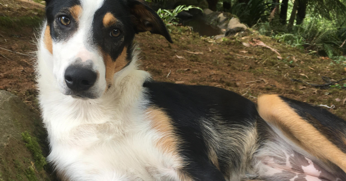A young tricolour New Zealand Heading dog lying on a bank